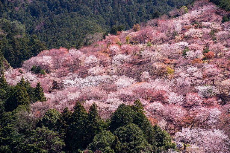 吉野山の桜開花状況（4 10） 奈良観光jp